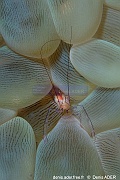 Vir philippinensis-Lembeh Angers window-25m-20241010-da-DSC_3698_tn